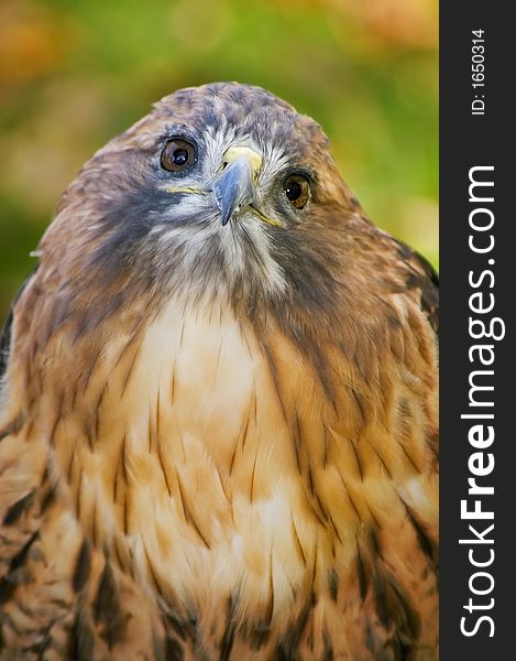 Fluffed up Red-tailed hawk (Buteo jamaicensis) looks up - focus on beak - captive bird