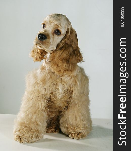 A cocker spaniel