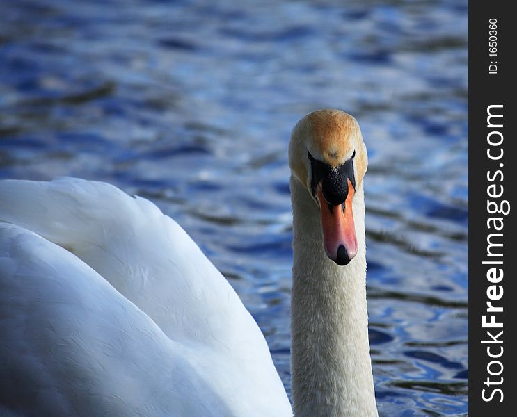 White Swan Facing Forwards