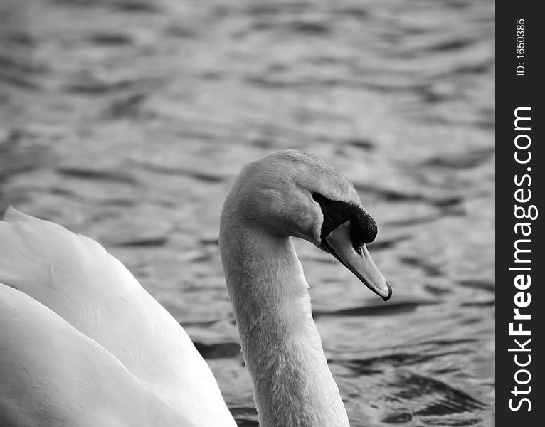 White swan side on black and white on water