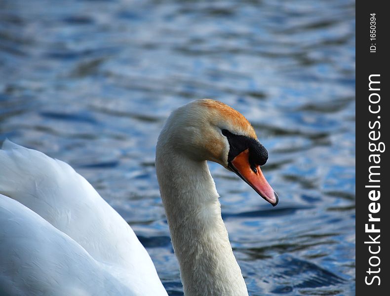 White swan side on, on water