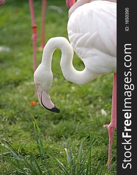 Portrait of Nice Pink Flamingo. Portrait of Nice Pink Flamingo