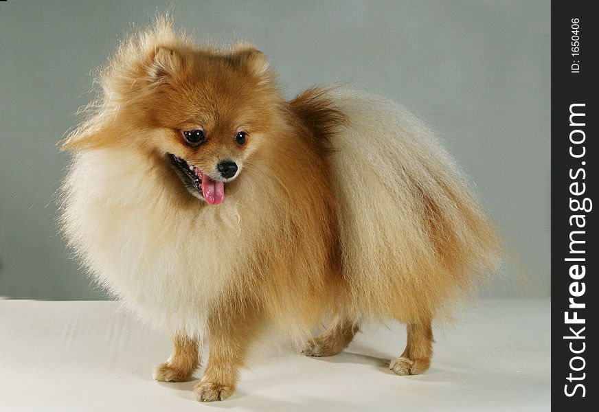 A peach-colored pedigree dog. A peach-colored pedigree dog