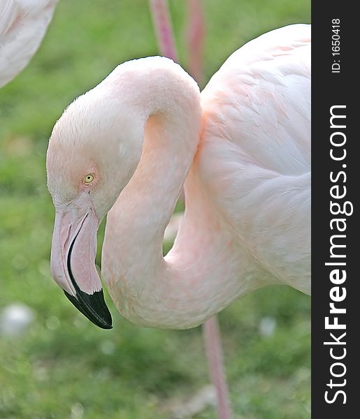 Portrait of Nice Pink Flamingo. Portrait of Nice Pink Flamingo