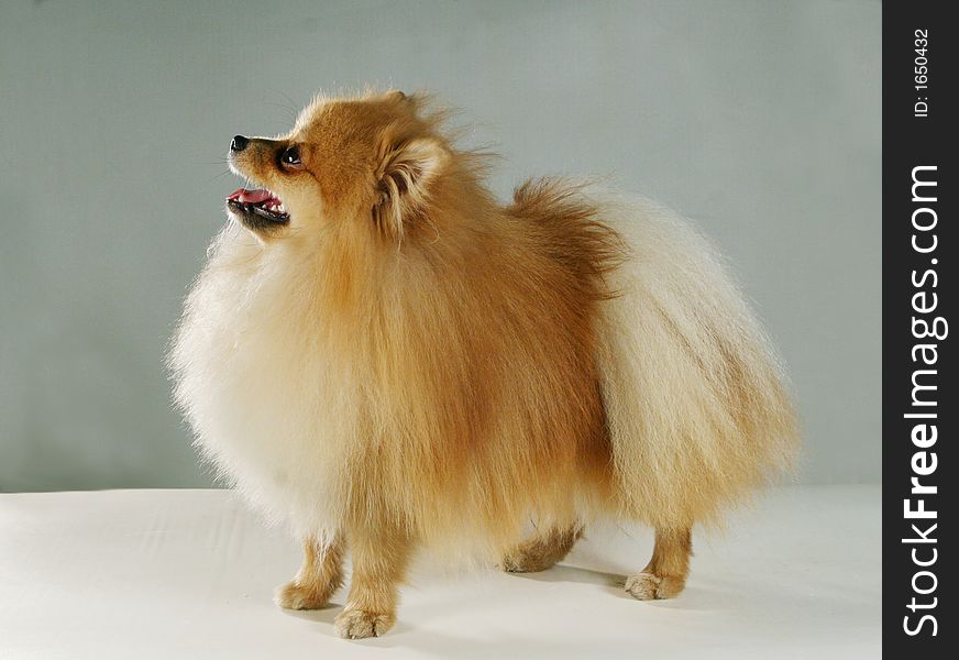 A peach-colored pedigree dog. A peach-colored pedigree dog