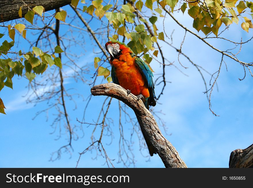 A beautiful African Parrot sitting on the limb of a tree. A beautiful African Parrot sitting on the limb of a tree