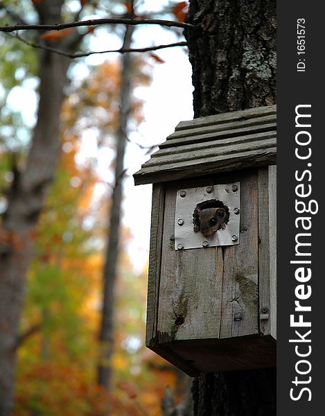 Handmade birdhouse with a chipmunk as a visitor. Handmade birdhouse with a chipmunk as a visitor.