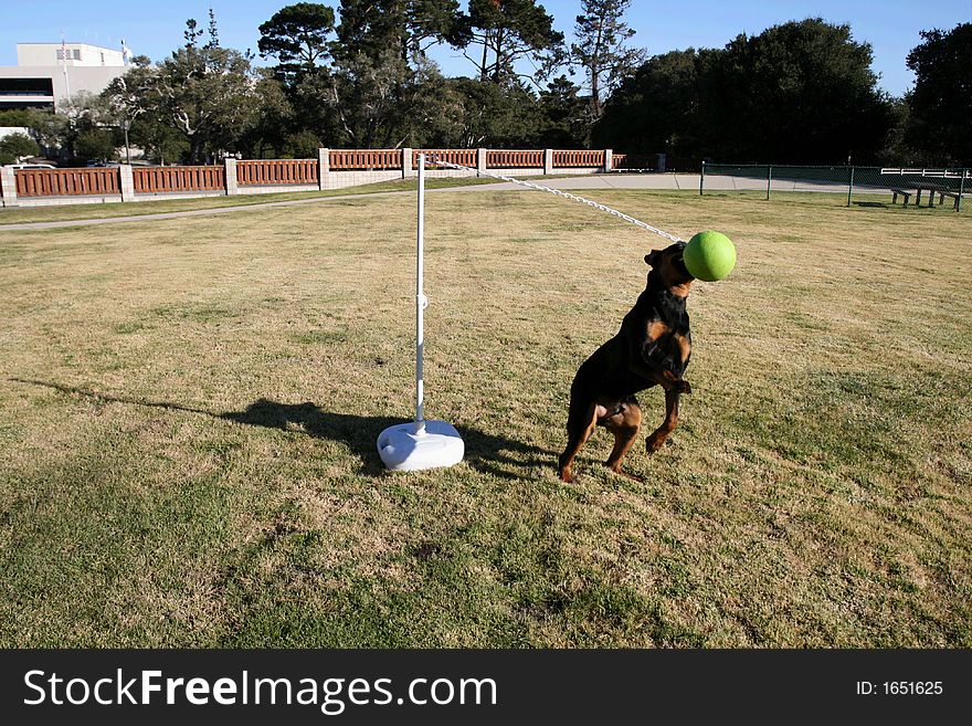 Tanker the wonder dog playing tetherball. Tanker the wonder dog playing tetherball