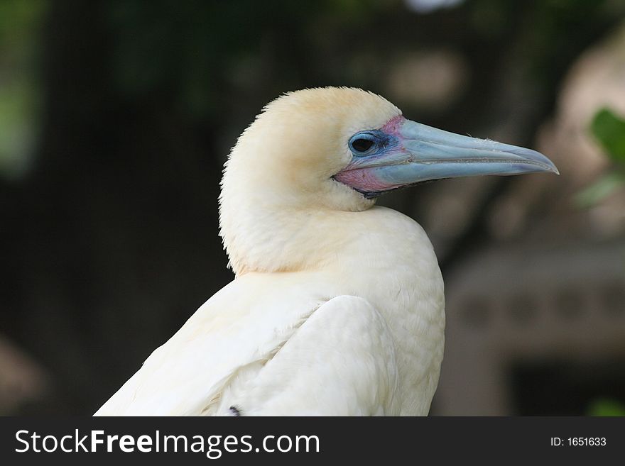 A white bird with a blue beak and blue around the eyes