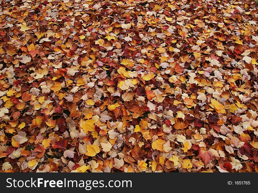 Fall leaves on the ground ready to rake