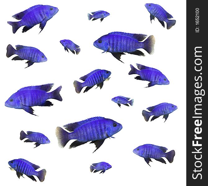 Collage with bright blue fish. Collage with bright blue fish