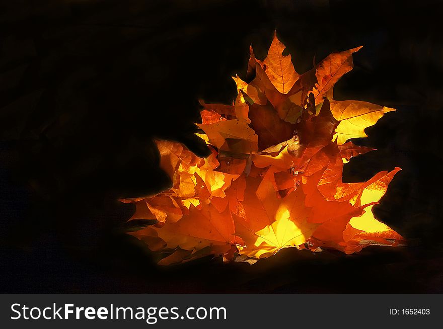 The fire of the maple leaves. The fire of the maple leaves