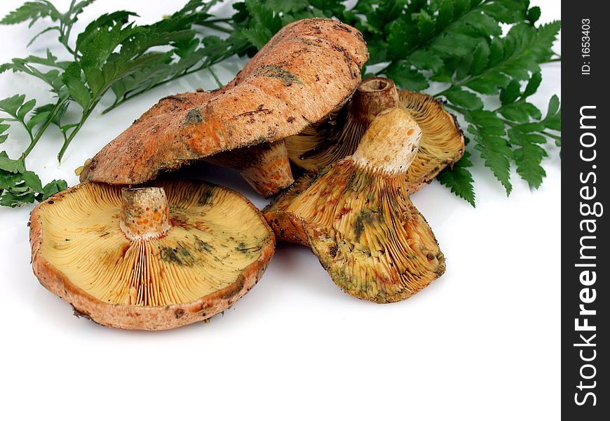 Wild mushrooms on white background with green leaves