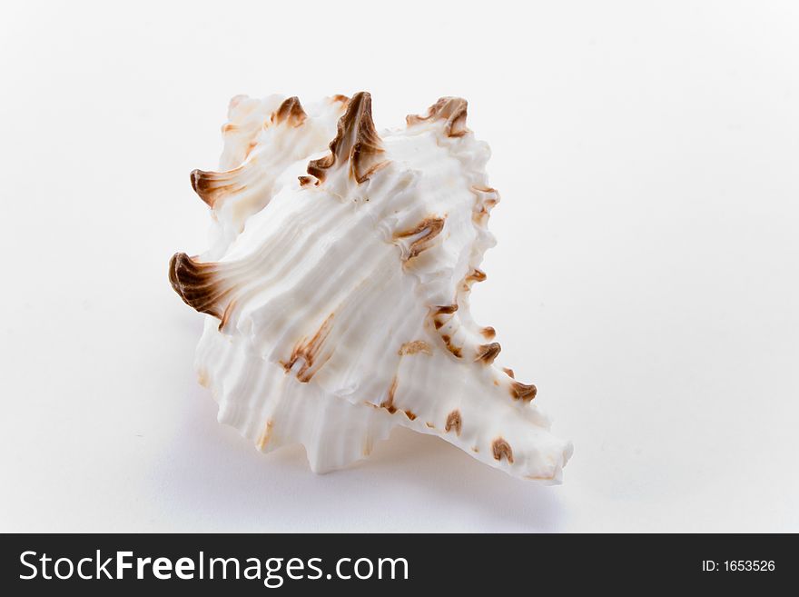 Spiral cockle-shell isolated on white