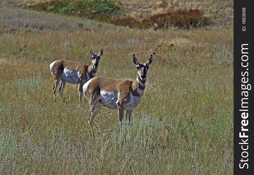 This image of the two antelope looking at me was taken in western MT.