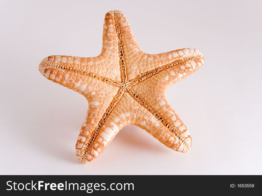 Starfish isolated on white background