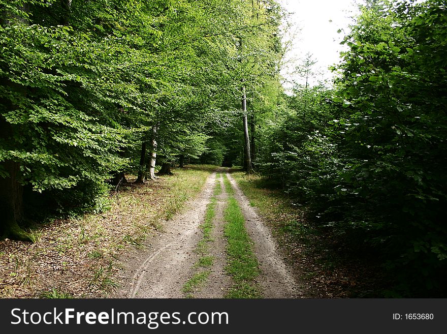 Straight road among forest greenness