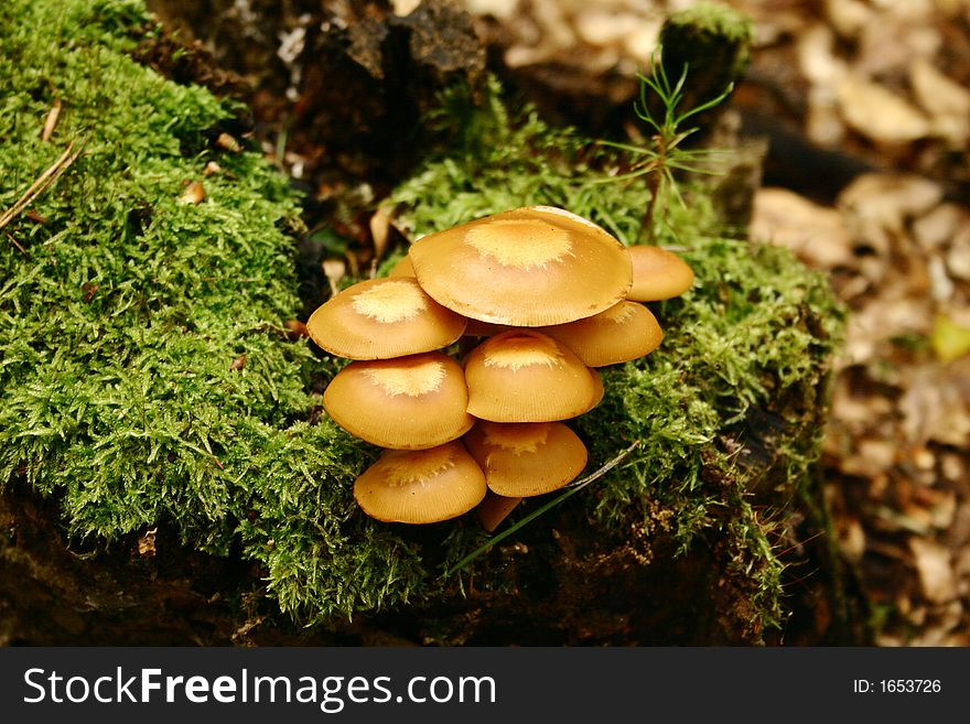 Concentration of fungus on conifer