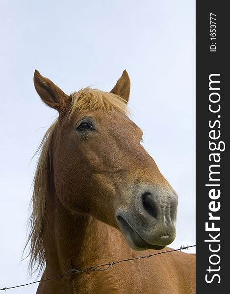 Horse Looking To The Right With Blue Sky And Barbed Wire