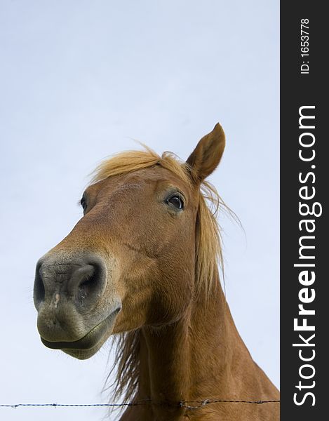 Horse looking down with blue sky and barbed wire