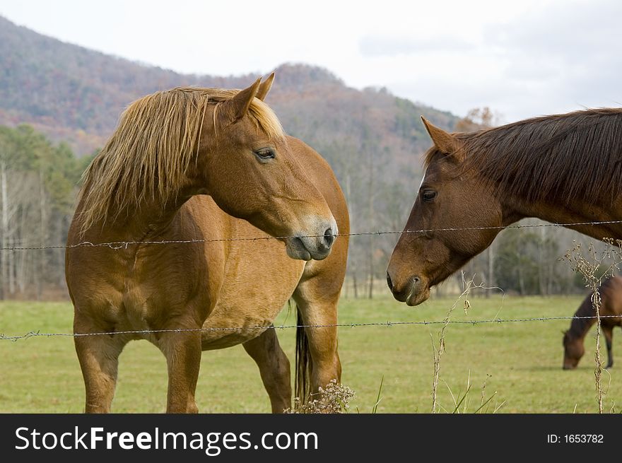 Horses Greet Each Other In Tennessee Pasture