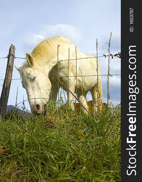 The grass is apparently greener on the other side of the fence for this horse, which is leaning over the barbed wire to nibble on grass in a Tennessee pasture