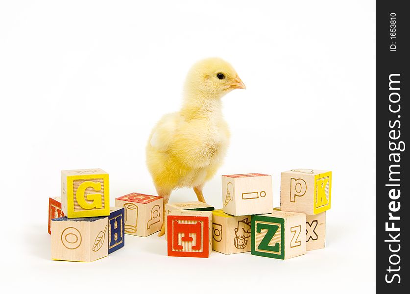 A baby chick stands among an assortment of toy blocks. A baby chick stands among an assortment of toy blocks