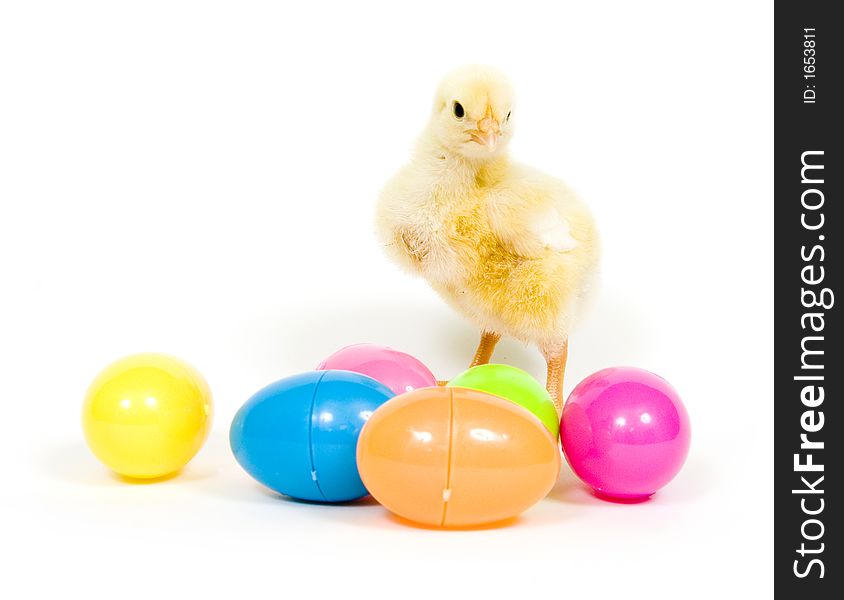 A baby chick stands behind several colorful plastic Easter eggs on white background. A baby chick stands behind several colorful plastic Easter eggs on white background