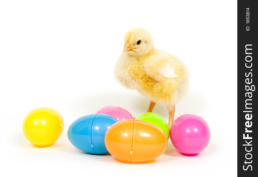 Baby chick standing behind assortment of plastic eggs