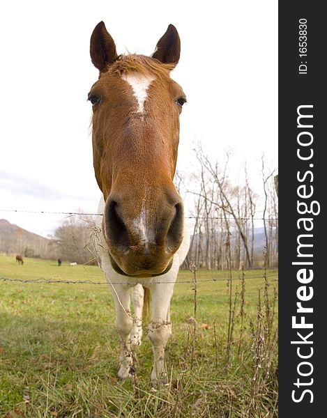 An up close look at the nose and nostrils of a horse in a pasture in Tennessee. An up close look at the nose and nostrils of a horse in a pasture in Tennessee