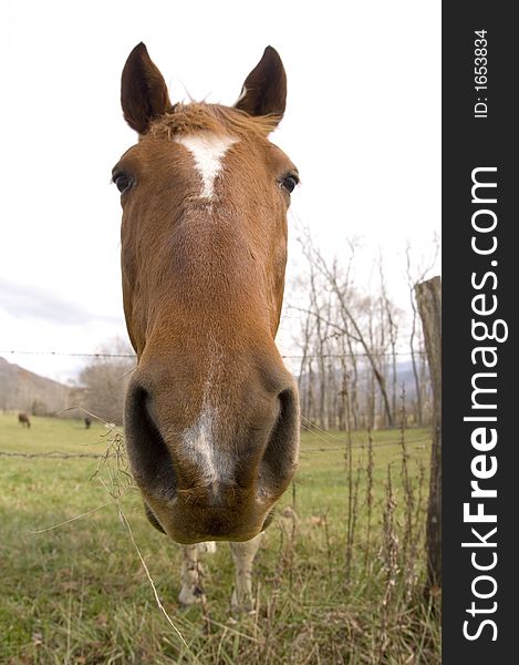 An up close look at the nose and nostrils of a horse in a pasture in Tennessee. An up close look at the nose and nostrils of a horse in a pasture in Tennessee