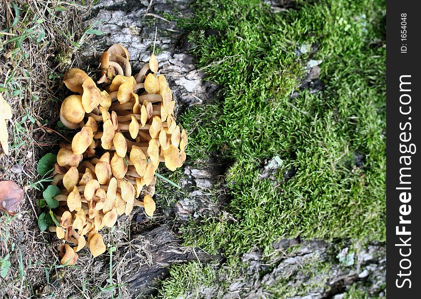 A mushroom bunch against a moss covered stump. A mushroom bunch against a moss covered stump.