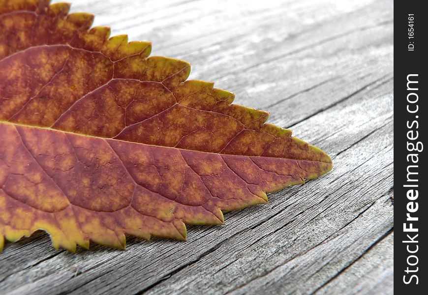 A single autumn leaf on wood with varied orange colors. A single autumn leaf on wood with varied orange colors.