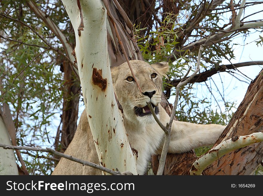 Female african lion in climbing tree showing teeth. Female african lion in climbing tree showing teeth