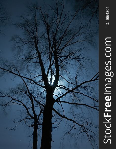 Night scenery of forest with Moon. Night scenery of forest with Moon