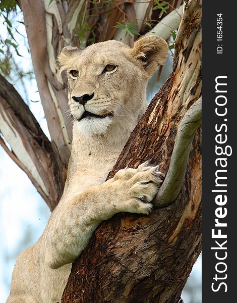 Female african lion in tree looking to the right. Female african lion in tree looking to the right