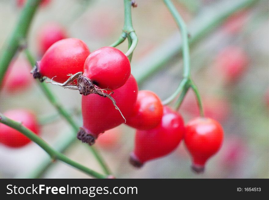 Few hips on a plant. Few hips on a plant