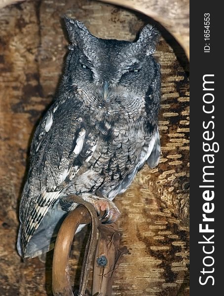 Eastern Screech Owl (Otus asio) Glares from inside Log Perch