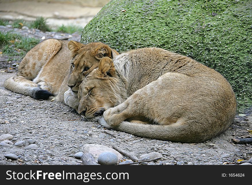 Portrait of Two Young Lions. Portrait of Two Young Lions