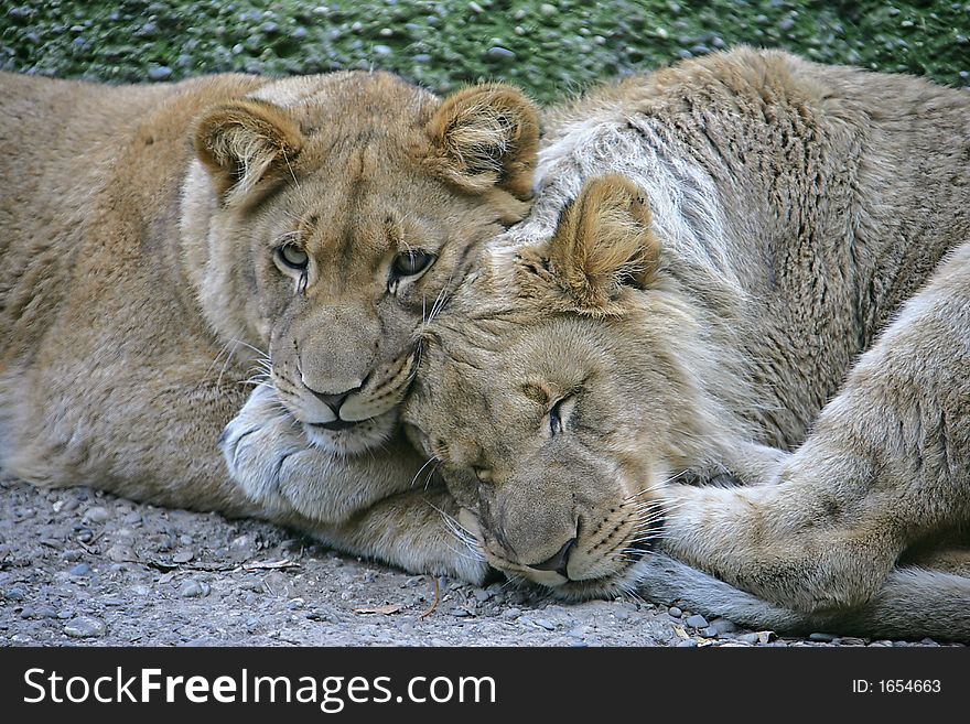 Portrait of Two Young Lions. Portrait of Two Young Lions