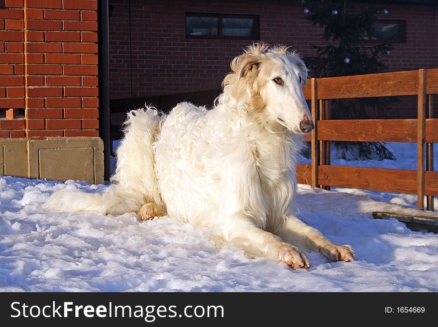 Russian borzoi dog - very courageous and fast hunting dog. Works on a hare, the fox and even the wolf. Russian borzoi dog - very courageous and fast hunting dog. Works on a hare, the fox and even the wolf.