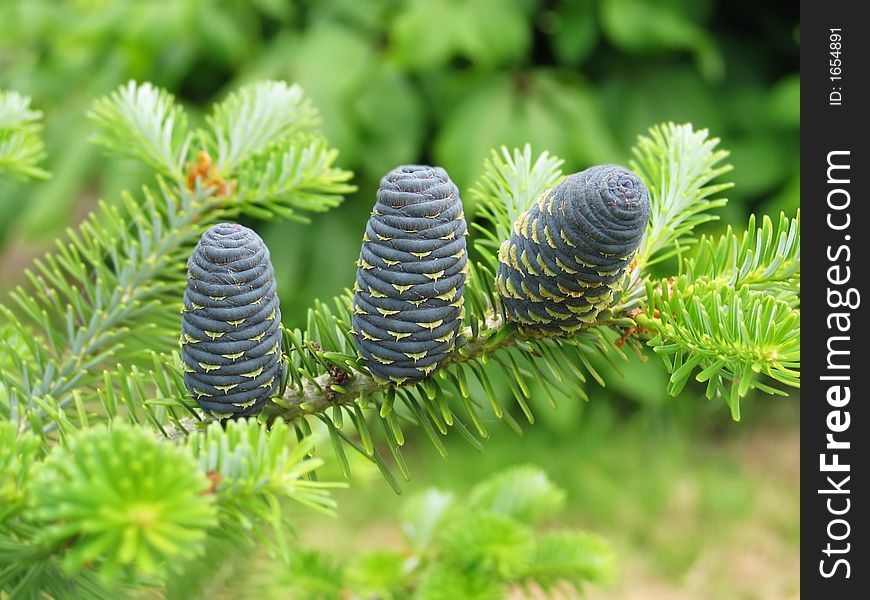The pine cones of a variety of conifer. The pine cones of a variety of conifer