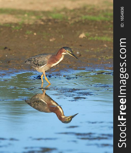 Green Heron at the Gene Pool of Jackson Bottom Wetlands Preserve