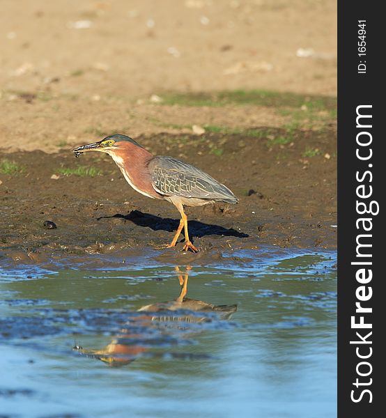 Green Heron at the Gene Pool of Jackson Bottom Wetlands Preserve