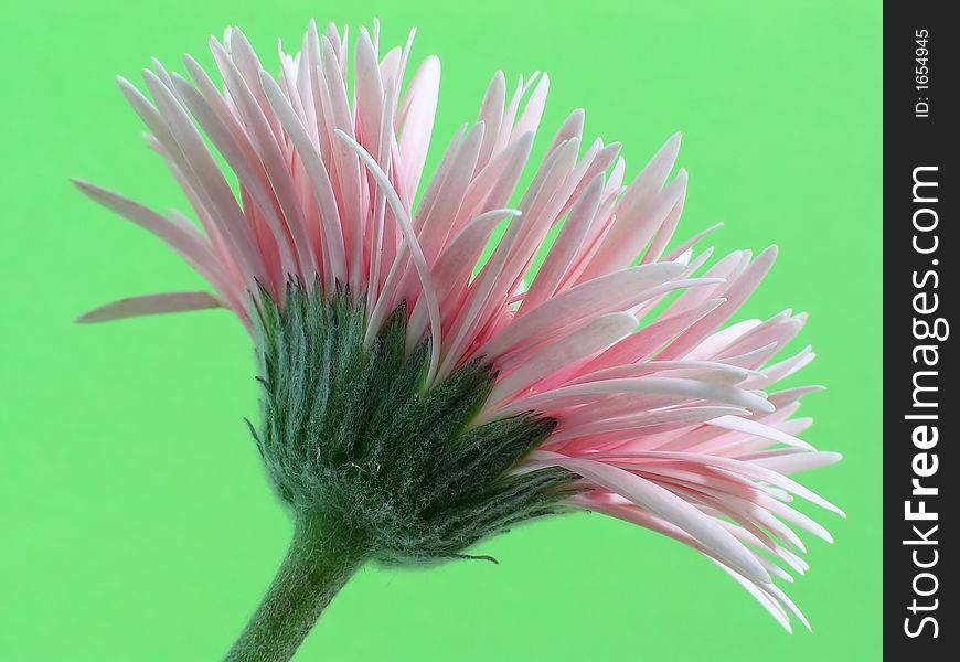 Pale pink Gerbera with very narrow petals, isolated against a vivid green background