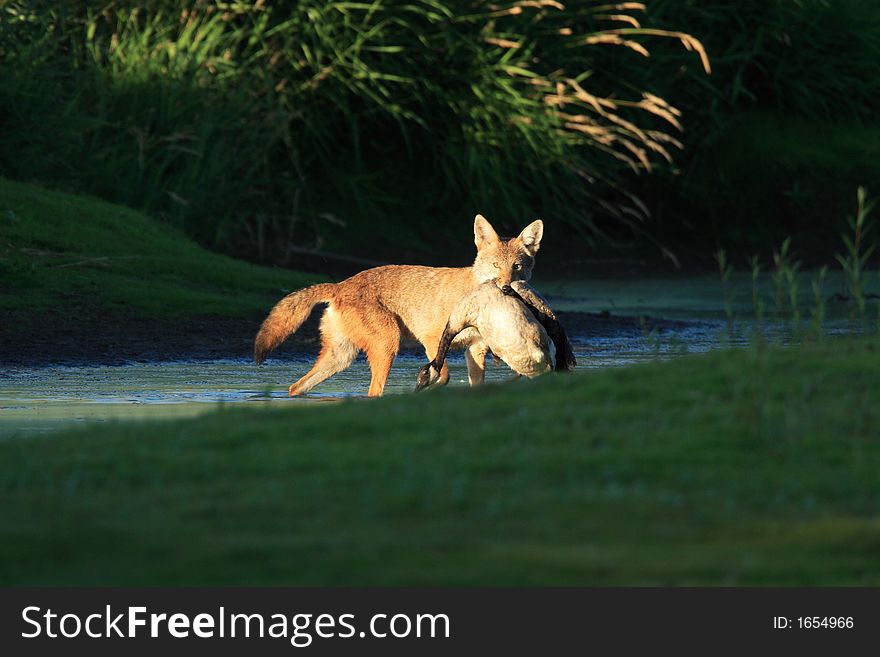 Coyote with Prey