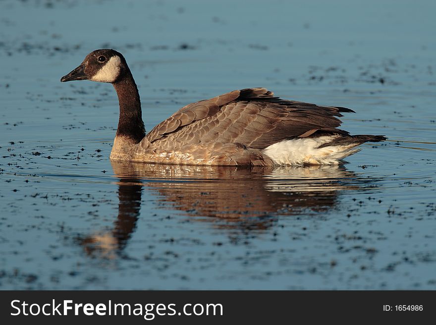 Canada Goose at Jackson Bottom Wetlands Preserve