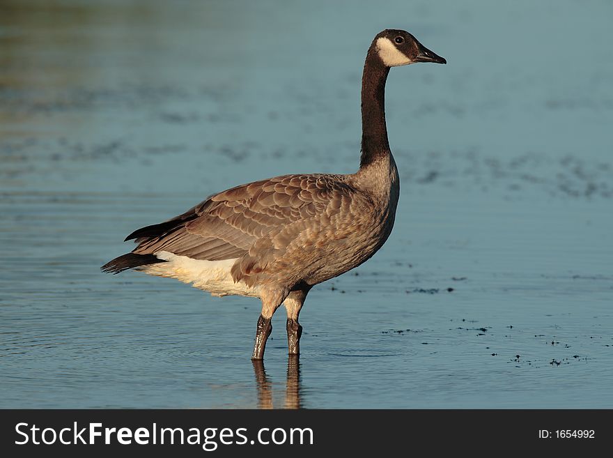 Canada Goose at Jackson Bottom Wetlands Preserve