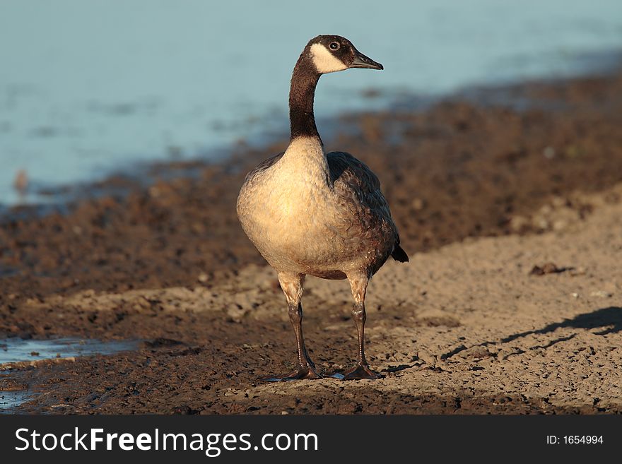 Canada Goose at Jackson Bottom Wetlands Preserve