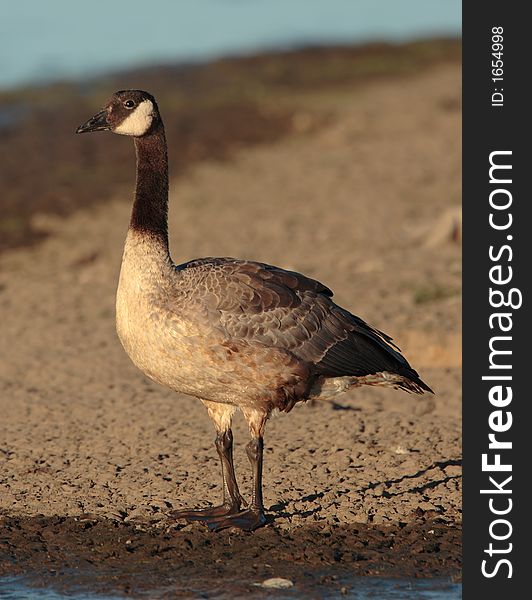 Canada Goose at Jackson Bottom Wetlands Preserve